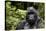 Silverback, Mountain Gorilla (Gorilla Gorilla Beringei), Kongo, Rwanda, Africa-Thorsten Milse-Stretched Canvas