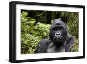 Silverback, Mountain Gorilla (Gorilla Gorilla Beringei), Kongo, Rwanda, Africa-Thorsten Milse-Framed Photographic Print