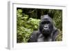 Silverback, Mountain Gorilla (Gorilla Gorilla Beringei), Kongo, Rwanda, Africa-Thorsten Milse-Framed Photographic Print