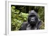 Silverback, Mountain Gorilla (Gorilla Gorilla Beringei), Kongo, Rwanda, Africa-Thorsten Milse-Framed Photographic Print