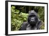 Silverback, Mountain Gorilla (Gorilla Gorilla Beringei), Kongo, Rwanda, Africa-Thorsten Milse-Framed Photographic Print