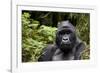 Silverback, Mountain Gorilla (Gorilla Gorilla Beringei), Kongo, Rwanda, Africa-Thorsten Milse-Framed Photographic Print