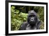 Silverback, Mountain Gorilla (Gorilla Gorilla Beringei), Kongo, Rwanda, Africa-Thorsten Milse-Framed Photographic Print