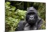 Silverback, Mountain Gorilla (Gorilla Gorilla Beringei), Kongo, Rwanda, Africa-Thorsten Milse-Mounted Photographic Print