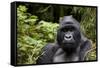 Silverback, Mountain Gorilla (Gorilla Gorilla Beringei), Kongo, Rwanda, Africa-Thorsten Milse-Framed Stretched Canvas