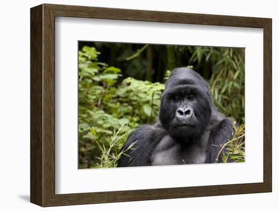 Silverback, Mountain Gorilla (Gorilla Gorilla Beringei), Kongo, Rwanda, Africa-Thorsten Milse-Framed Photographic Print