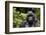 Silverback, Mountain Gorilla (Gorilla Gorilla Beringei), Kongo, Rwanda, Africa-Thorsten Milse-Framed Photographic Print