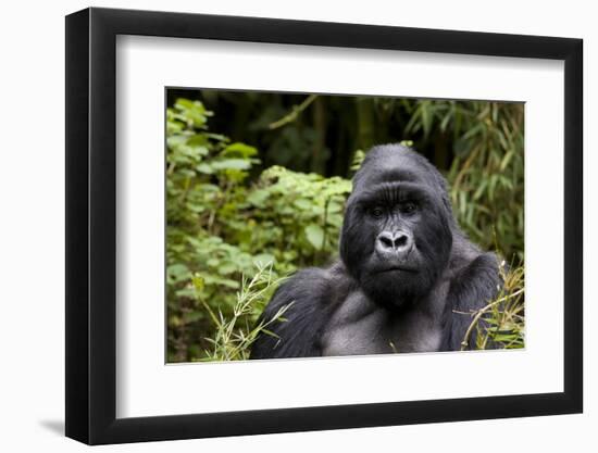 Silverback, Mountain Gorilla (Gorilla Gorilla Beringei), Kongo, Rwanda, Africa-Thorsten Milse-Framed Photographic Print