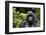 Silverback, Mountain Gorilla (Gorilla Gorilla Beringei), Kongo, Rwanda, Africa-Thorsten Milse-Framed Photographic Print