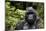 Silverback, Mountain Gorilla (Gorilla Gorilla Beringei), Kongo, Rwanda, Africa-Thorsten Milse-Mounted Photographic Print