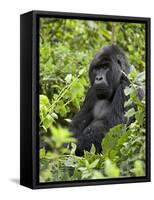 Silverback Mountain Gorilla (Gorilla Gorilla Beringei), Shinda Group, Volcanos National Park-James Hager-Framed Stretched Canvas