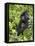 Silverback Mountain Gorilla (Gorilla Gorilla Beringei), Shinda Group, Volcanos National Park-James Hager-Framed Stretched Canvas