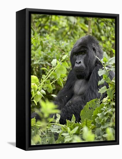 Silverback Mountain Gorilla (Gorilla Gorilla Beringei), Shinda Group, Volcanos National Park-James Hager-Framed Stretched Canvas