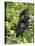 Silverback Mountain Gorilla (Gorilla Gorilla Beringei), Shinda Group, Volcanos National Park-James Hager-Stretched Canvas