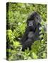 Silverback Mountain Gorilla (Gorilla Gorilla Beringei), Shinda Group, Volcanos National Park-James Hager-Stretched Canvas