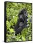 Silverback Mountain Gorilla (Gorilla Gorilla Beringei), Shinda Group, Volcanos National Park-James Hager-Framed Stretched Canvas