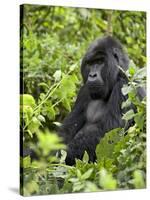 Silverback Mountain Gorilla (Gorilla Gorilla Beringei), Shinda Group, Volcanos National Park-James Hager-Stretched Canvas