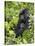 Silverback Mountain Gorilla (Gorilla Gorilla Beringei), Shinda Group, Volcanos National Park-James Hager-Stretched Canvas