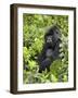 Silverback Mountain Gorilla (Gorilla Gorilla Beringei), Shinda Group, Volcanos National Park-James Hager-Framed Photographic Print