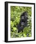 Silverback Mountain Gorilla (Gorilla Gorilla Beringei), Shinda Group, Volcanos National Park-James Hager-Framed Photographic Print