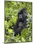 Silverback Mountain Gorilla (Gorilla Gorilla Beringei), Shinda Group, Volcanos National Park-James Hager-Mounted Photographic Print