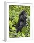 Silverback Mountain Gorilla (Gorilla Gorilla Beringei), Shinda Group, Volcanos National Park-James Hager-Framed Photographic Print