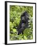 Silverback Mountain Gorilla (Gorilla Gorilla Beringei), Shinda Group, Volcanos National Park-James Hager-Framed Photographic Print
