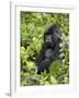 Silverback Mountain Gorilla (Gorilla Gorilla Beringei), Shinda Group, Volcanos National Park-James Hager-Framed Photographic Print