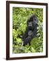 Silverback Mountain Gorilla (Gorilla Gorilla Beringei), Shinda Group, Volcanos National Park-James Hager-Framed Photographic Print