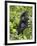 Silverback Mountain Gorilla (Gorilla Gorilla Beringei), Shinda Group, Volcanos National Park-James Hager-Framed Photographic Print