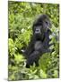 Silverback Mountain Gorilla (Gorilla Gorilla Beringei), Shinda Group, Volcanos National Park-James Hager-Mounted Photographic Print