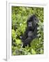 Silverback Mountain Gorilla (Gorilla Gorilla Beringei), Shinda Group, Volcanos National Park-James Hager-Framed Photographic Print