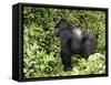 Silverback Mountain Gorilla Standing in Profile, Shinda Group, Rwanda, Africa-James Hager-Framed Stretched Canvas