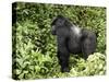 Silverback Mountain Gorilla Standing in Profile, Shinda Group, Rwanda, Africa-James Hager-Stretched Canvas