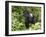 Silverback Mountain Gorilla Standing in Profile, Shinda Group, Rwanda, Africa-James Hager-Framed Premium Photographic Print