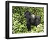 Silverback Mountain Gorilla Standing in Profile, Shinda Group, Rwanda, Africa-James Hager-Framed Photographic Print