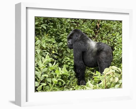 Silverback Mountain Gorilla Standing in Profile, Shinda Group, Rwanda, Africa-James Hager-Framed Photographic Print
