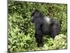 Silverback Mountain Gorilla Standing in Profile, Shinda Group, Rwanda, Africa-James Hager-Mounted Photographic Print