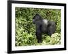 Silverback Mountain Gorilla Standing in Profile, Shinda Group, Rwanda, Africa-James Hager-Framed Photographic Print