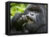 Silverback Mountain Gorilla, Volcanoes National Park, Virungas, Charles, Rwanda-Ralph H. Bendjebar-Framed Stretched Canvas