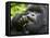 Silverback Mountain Gorilla, Volcanoes National Park, Virungas, Charles, Rwanda-Ralph H. Bendjebar-Framed Stretched Canvas