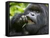 Silverback Mountain Gorilla, Volcanoes National Park, Virungas, Charles, Rwanda-Ralph H. Bendjebar-Framed Stretched Canvas