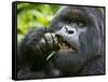 Silverback Mountain Gorilla, Volcanoes National Park, Virungas, Charles, Rwanda-Ralph H. Bendjebar-Framed Stretched Canvas