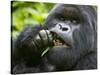 Silverback Mountain Gorilla, Volcanoes National Park, Virungas, Charles, Rwanda-Ralph H. Bendjebar-Stretched Canvas