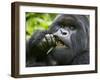 Silverback Mountain Gorilla, Volcanoes National Park, Virungas, Charles, Rwanda-Ralph H. Bendjebar-Framed Premium Photographic Print