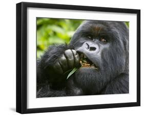 Silverback Mountain Gorilla, Volcanoes National Park, Virungas, Charles, Rwanda-Ralph H. Bendjebar-Framed Premium Photographic Print