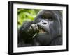 Silverback Mountain Gorilla, Volcanoes National Park, Virungas, Charles, Rwanda-Ralph H. Bendjebar-Framed Premium Photographic Print