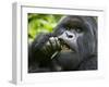 Silverback Mountain Gorilla, Volcanoes National Park, Virungas, Charles, Rwanda-Ralph H. Bendjebar-Framed Premium Photographic Print