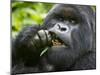 Silverback Mountain Gorilla, Volcanoes National Park, Virungas, Charles, Rwanda-Ralph H. Bendjebar-Mounted Premium Photographic Print