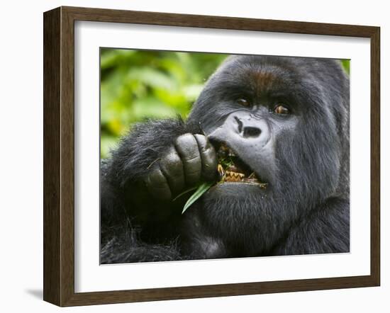 Silverback Mountain Gorilla, Volcanoes National Park, Virungas, Charles, Rwanda-Ralph H. Bendjebar-Framed Photographic Print